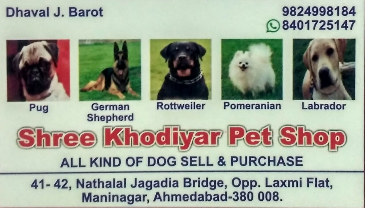Ahmedabad Pet Care Takers | Pet Care Takers Providers In Ahmedabad | Pet  Care Takers Ahmedabad